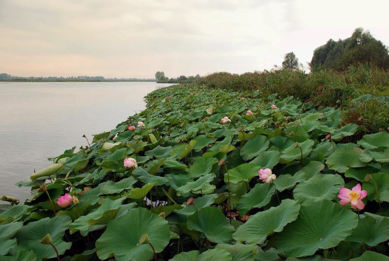 Mincio: Abendstimmung und Lotoblüten